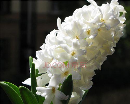 风信子花语与寓意（揭秘不同颜色风信子的花语与含义）