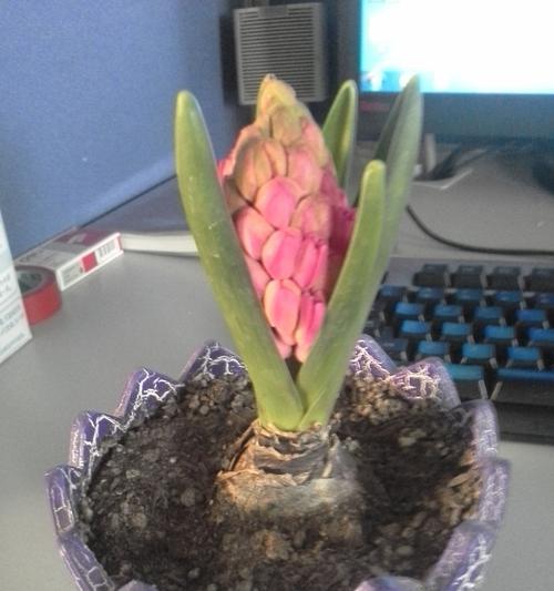 风信子夹箭的文化意义（探索花语与神话传说）