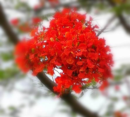 凤凰花的美丽与寓意（揭秘凤凰花的神秘魅力）