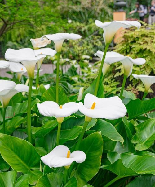 马蹄莲（探寻马蹄莲花的花语和寓意）