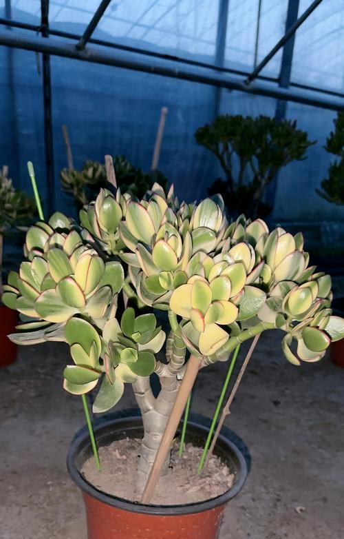 黄金花月（华夏文化中的黄金花月传统与象征）