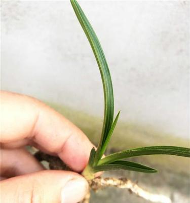 兰花叶尖起兜的意义与技巧（探究兰花叶尖起兜的文化内涵和栽培要点）