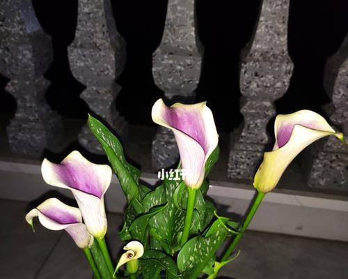 马蹄莲的美丽与意义（荷花的娇美与坚韧）
