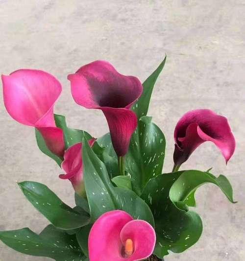 马蹄莲的美丽与意义（荷花的娇美与坚韧）