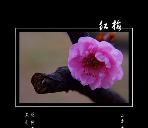 以梅花代表吉祥（花开寓意）