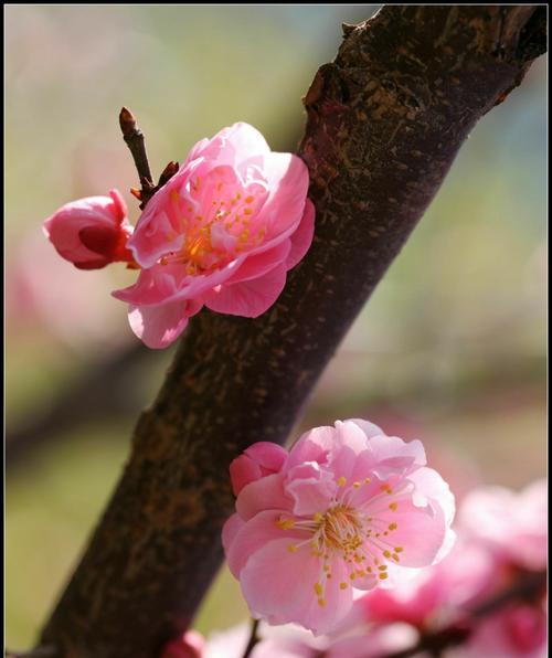 以梅花代表吉祥（花开寓意）