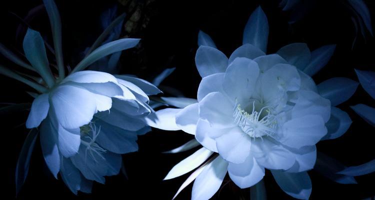 迷迭香、蒲公英、昙花的花语解读（探寻三种花卉的寓意与象征）