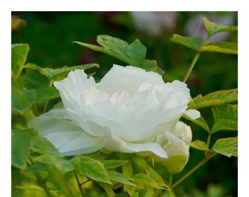 牡丹花（盛放于四季的瑰丽之花）