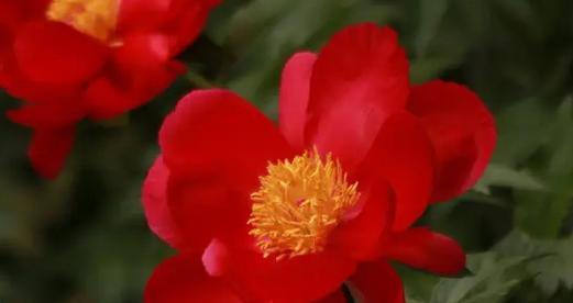芍药花的花语与寓意——美丽坚强的象征（探索芍药花的花语与寓意）