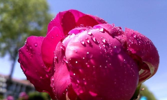 芍药花的花语与寓意——美丽坚强的象征（探索芍药花的花语与寓意）