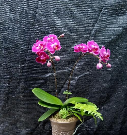 台湾蝴蝶兰的花语（寓意深远的台湾蝴蝶兰）
