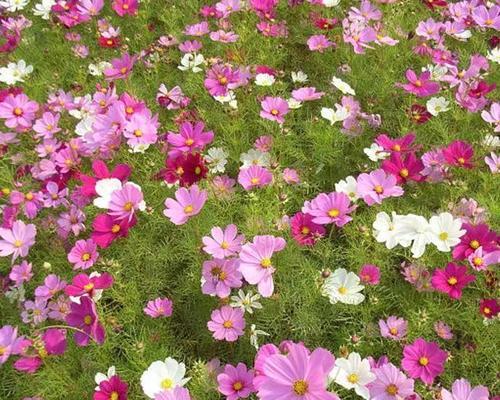 矮杆波斯菊花语（传递祝福和情感的花语之美）