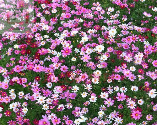 矮杆波斯菊花语（传递祝福和情感的花语之美）
