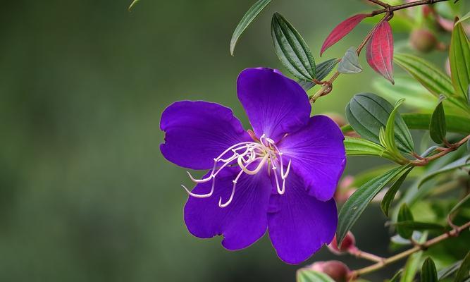 以巴西野牡丹为主题的文章（探索巴西野牡丹之美与寓意）