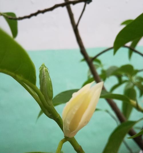 白兰花的美丽与意义（解读白兰花的神秘魅力）