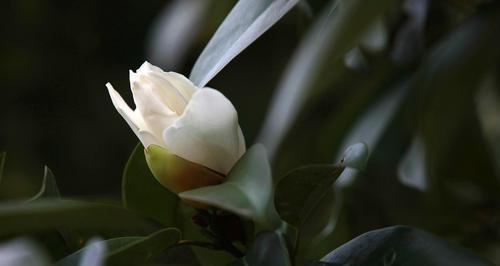 白兰花的美丽与意义（解读白兰花的神秘魅力）