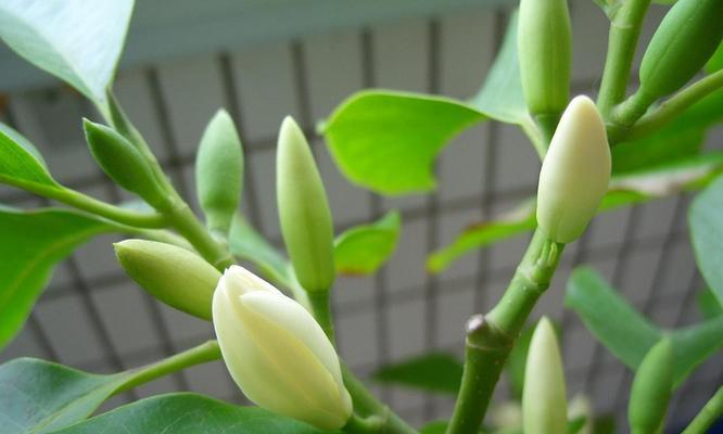 白兰花的美丽与意义（解读白兰花的神秘魅力）