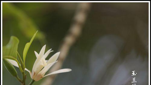 白兰花的花语与传说（寓意高尚的白兰花）