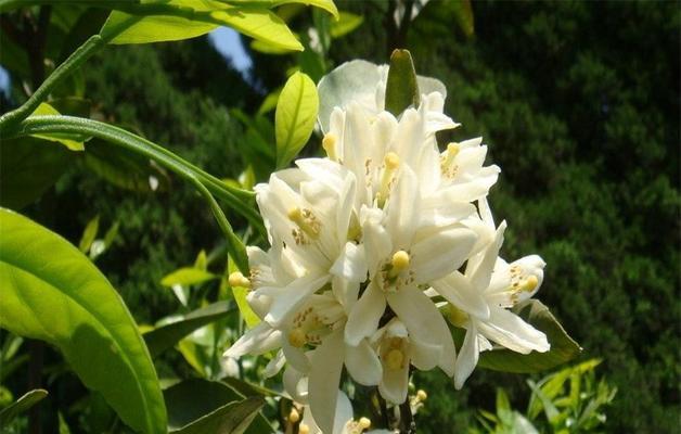 白兰花之美（探秘白兰花的神秘花语及其象征）