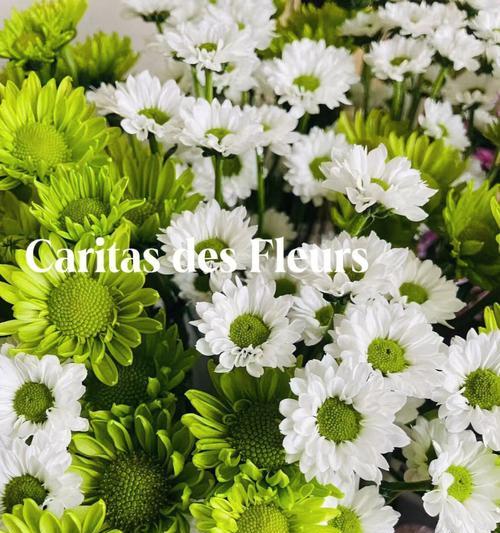 白色雏菊花的花语和寓意（用雏菊传达情感）