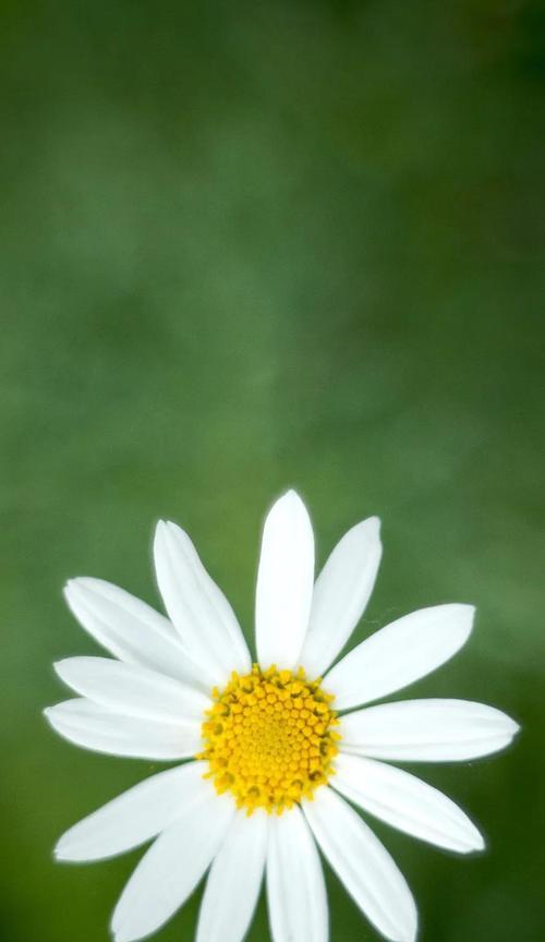 白色雏菊花的花语和寓意（用雏菊传达情感）