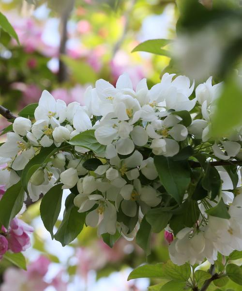 白色海棠花语解读（浪漫与纯洁并存的花海）