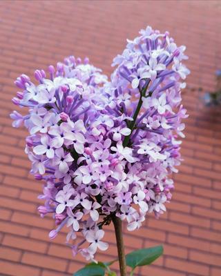 白色紫丁香花语的深意与神秘（揭开白色紫丁香背后的秘密）