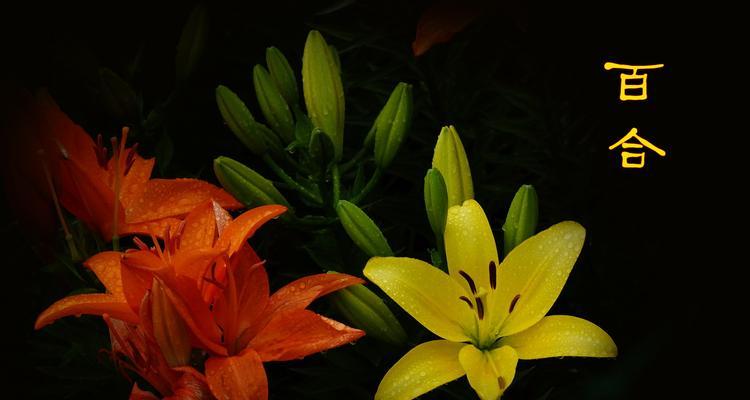 百合花花语传说——爱情与纯洁的象征（揭秘百合花背后的深意）