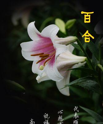 百合花花语传说——爱情与纯洁的象征（揭秘百合花背后的深意）