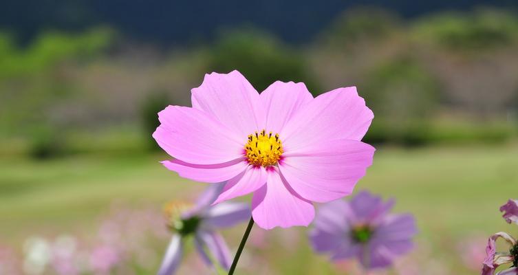 波斯菊花的寓意及意义（探寻波斯菊花的象征和文化内涵）