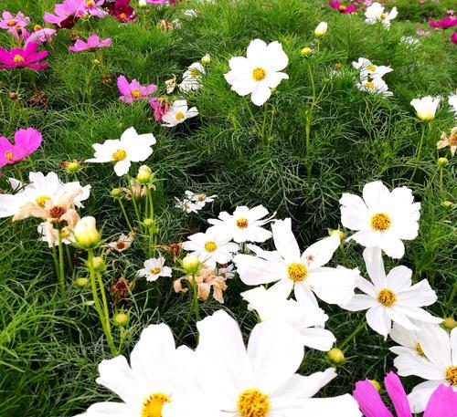 波斯菊花的寓意及意义（探寻波斯菊花的象征和文化内涵）