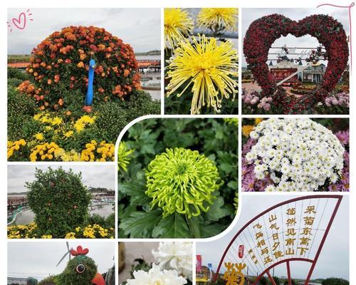 一年之中的菊花花语（不同月份菊花盛开的花语之旅）
