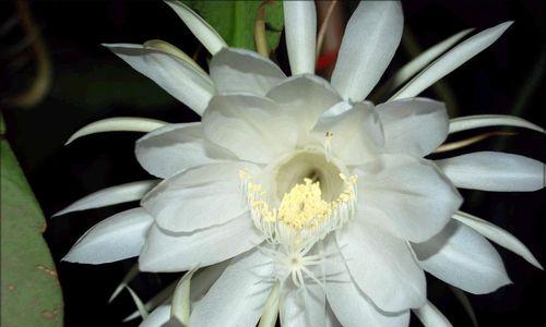 昙花（探索昙花的世界）