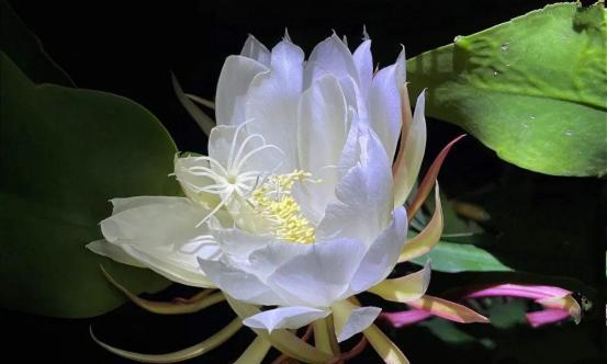 昙花（探索昙花的世界）