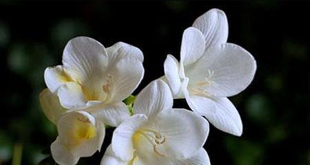 苍兰花之美——坚强、优雅与希望（探寻苍兰花的象征意义与生命哲学）