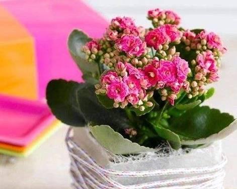 以宫灯长寿花（以宫灯长寿花的花语和寓意深远）