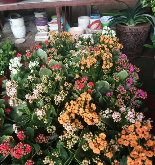 长寿花（传承千年的神奇花语与令人动容的传说）