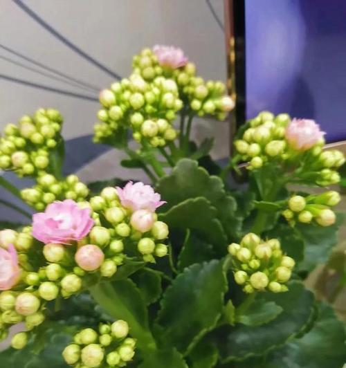 长寿花（传承千年的神奇花语与令人动容的传说）