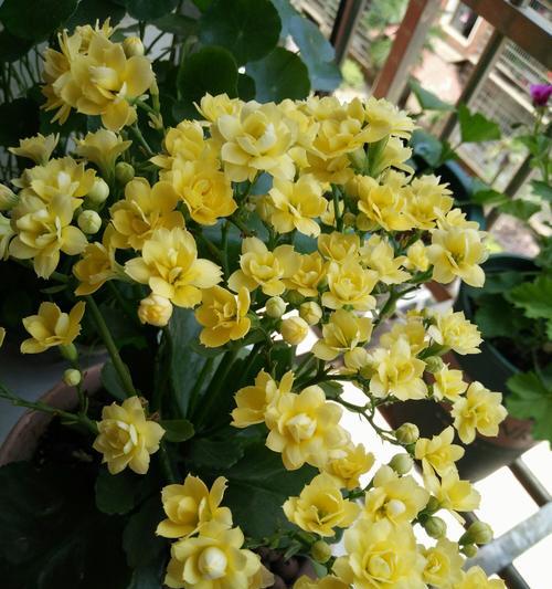 长寿花的花语与寓意（传承长寿的象征）