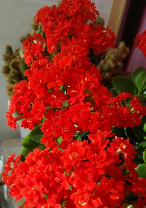 长寿花的花语与寓意（传承长寿的象征）