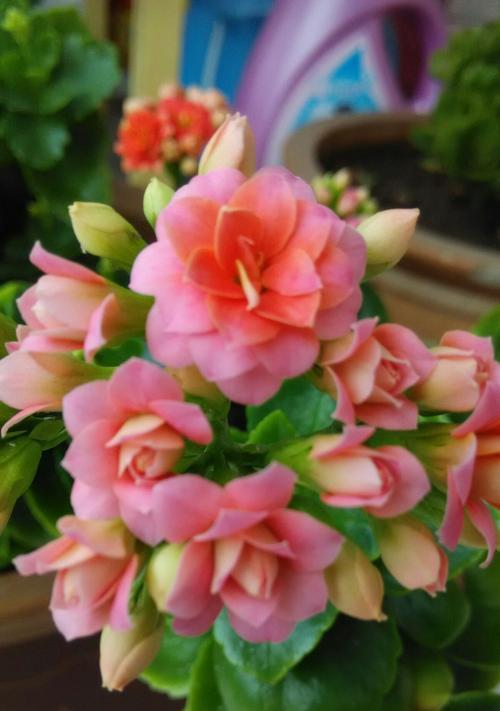 长寿花的颜色与花语（以长寿花为媒介）