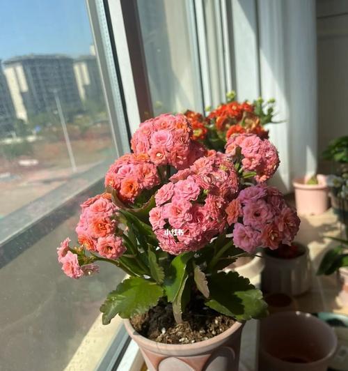 长寿花老化的原因及其对植物生命的意义（探索长寿花老化的机制与研究进展）
