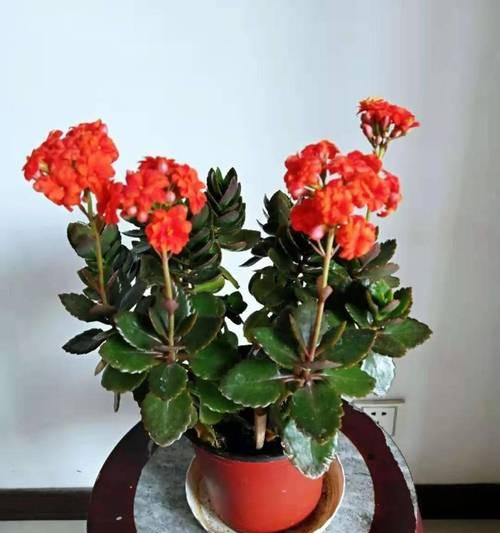 长寿花颜色寓意——祝福与吉祥（红色长寿花的吉祥之意）