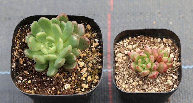多肉种子的种植方法（从选种到养护）
