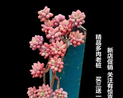 多肉紫乐老桩的养护技巧（打造最美多肉紫乐老桩）