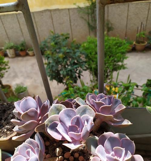 如何正确地给多肉紫珍珠换盆（紫珍珠的成长需求和换盆时间选择）
