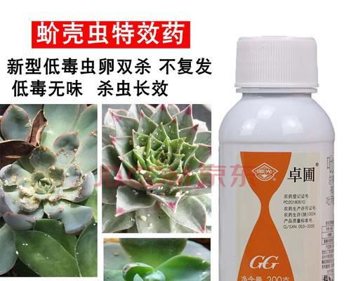 多肉钻心虫防治方法（打什么药好）