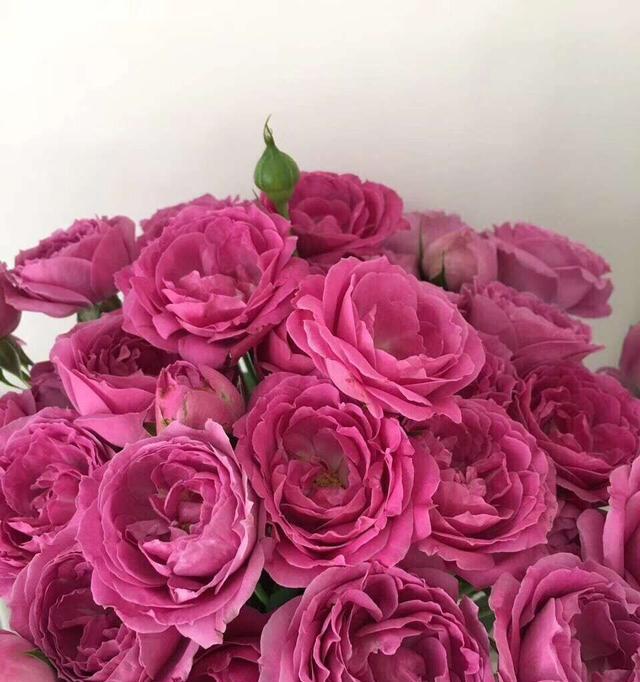 多头玫瑰的花语和寓意（一朵花）