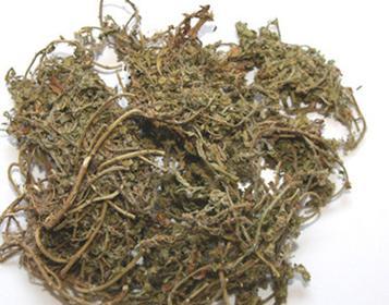 鹅不食草之谜（揭秘鹅不食草的真正草食）