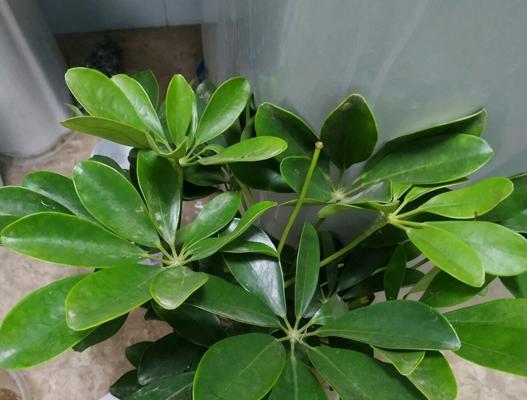 鹅掌柴的危害性（了解鹅掌柴）
